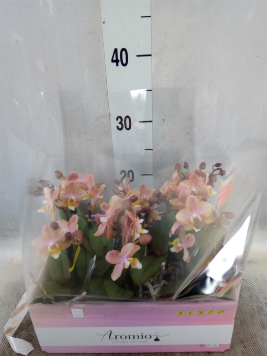 <h4>Phalaenopsis multi.   ...orange</h4>