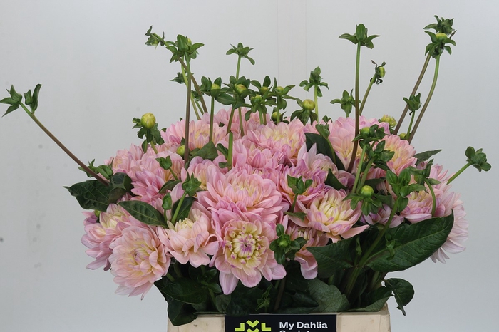 <h4>Dahlia Dianas Memory</h4>