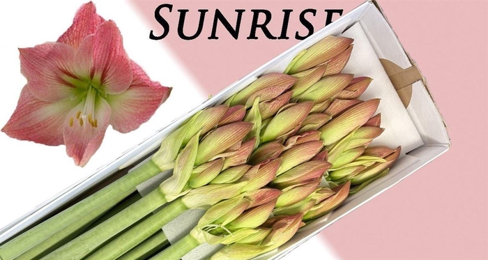 <h4>Hipp Ga Sunrise</h4>