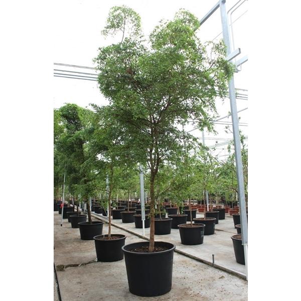 <h4>Bucida buceras</h4>