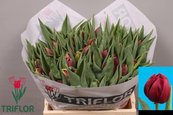 <h4>Tulipa do pontiac</h4>