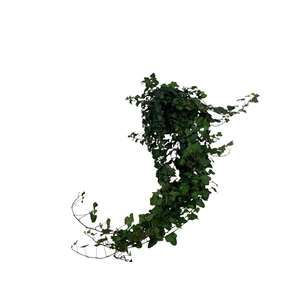 Hedera Wonder lange plant - lengte 70 cm.
