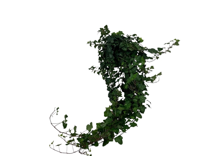 <h4>Hedera Wonder lange plant - lengte 70 cm.</h4>