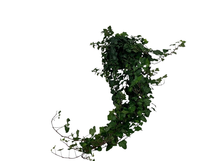 <h4>Hedera Wonder lange plant - lengte 70 cm.</h4>