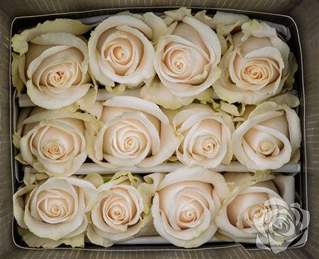 <h4>R Gr Vendela</h4>