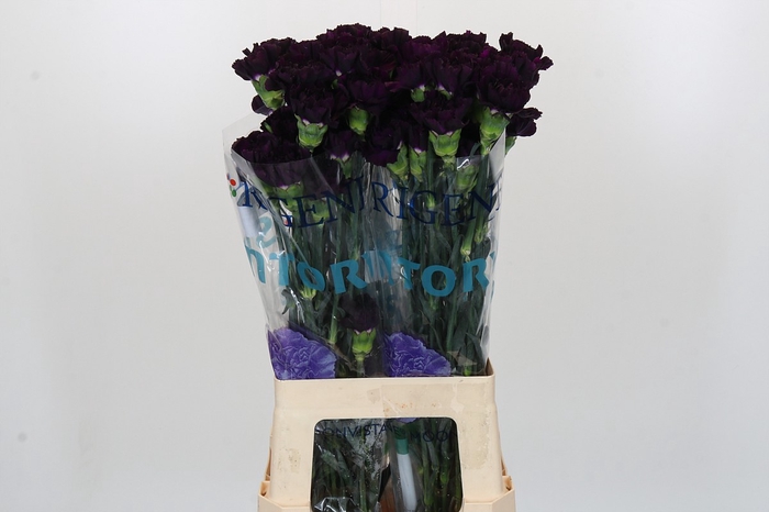 <h4>Dianthus St Florigene Moonvista</h4>