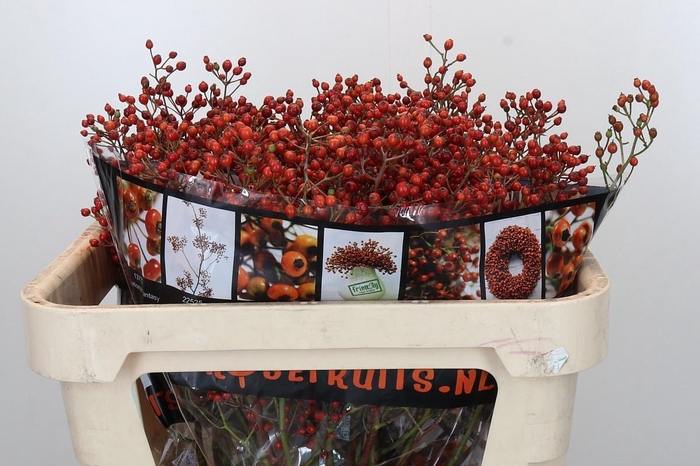 <h4>ROSA ROSEFR ELITE</h4>