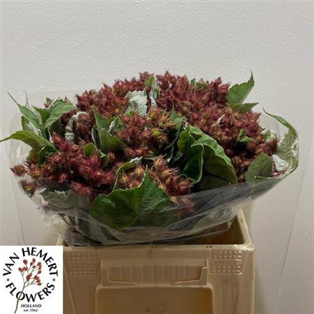 <h4>Rubus Phoenicolasius</h4>