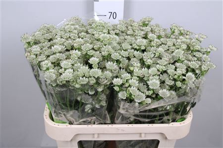 <h4>Astrantia major 'Million Stars'</h4>