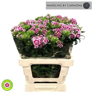 Di Barb Doblino Fans