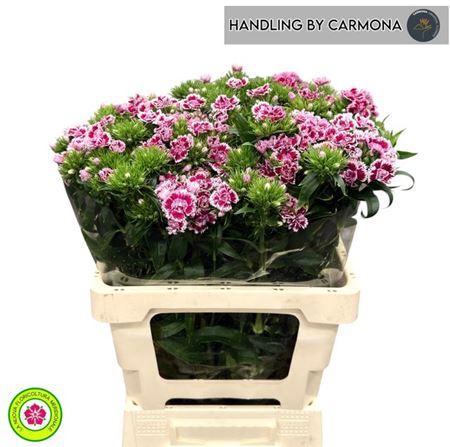 <h4>Di Barb Doblino Fans</h4>