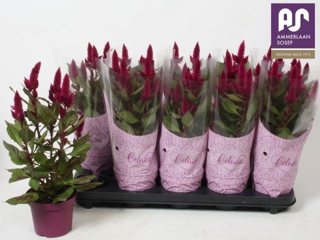 <h4>CEL DEEP PURPLE</h4>