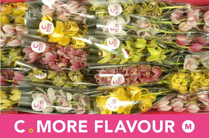 <h4>CYMB MI GEM</h4>