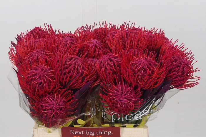 <h4>Nutans Painted Cerise</h4>