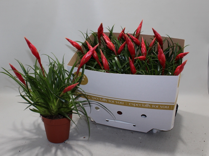 <h4>VRIES ASTRID</h4>