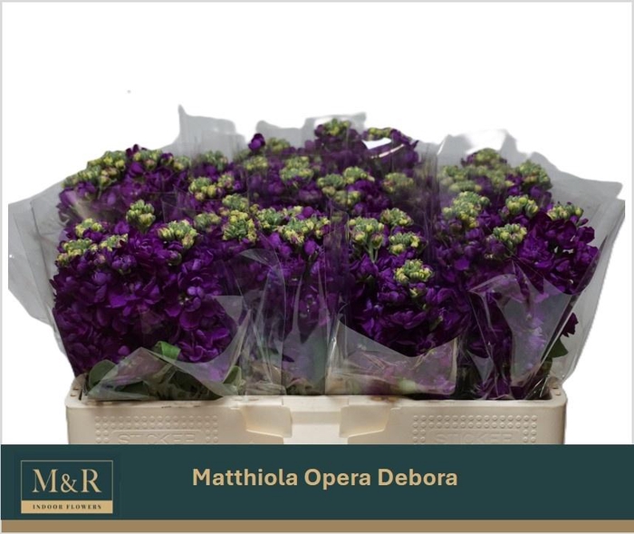 <h4>MATTH DEBORA</h4>