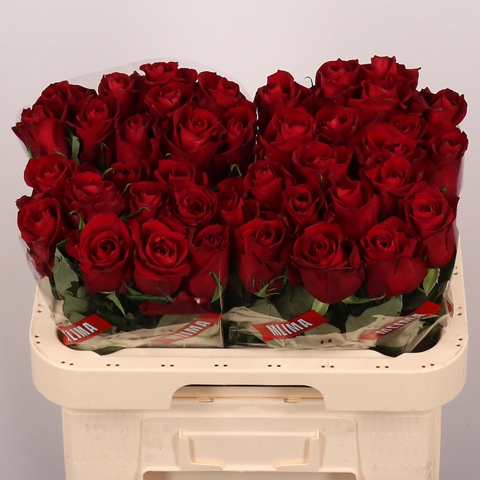 <h4>R GR EVER RED</h4>