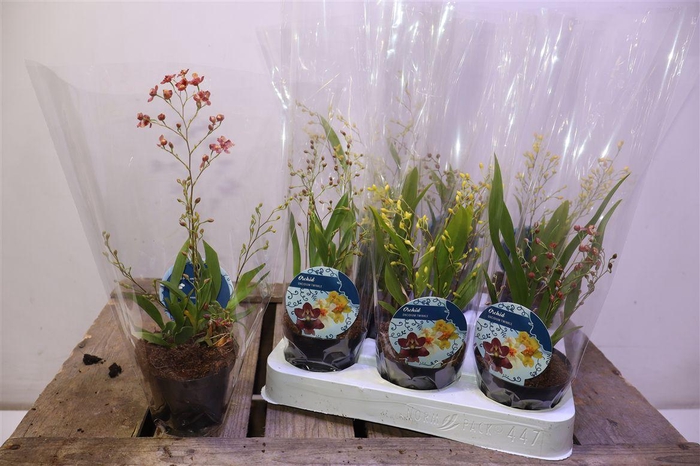 <h4>arr8 Oncidium Ov</h4>