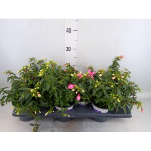 Fuchsia  'Bella Fuchsia Mariska'