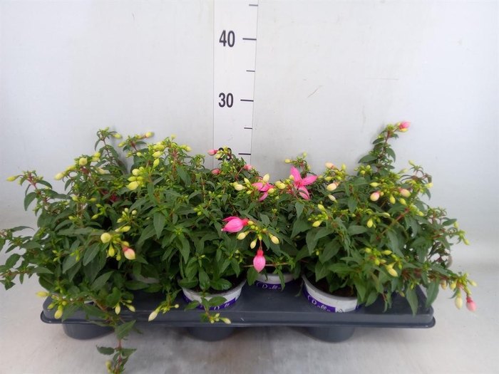 <h4>Fuchsia 'Bella Fuchsia Mariska'</h4>
