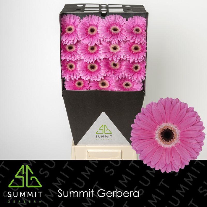 <h4>Gerbera Dreamer Diamond</h4>