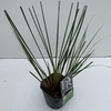 Cortaderia selloana