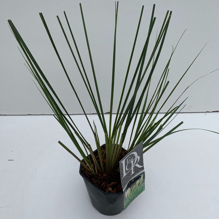 Cortaderia selloana