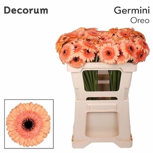 Ge Mi Oreo