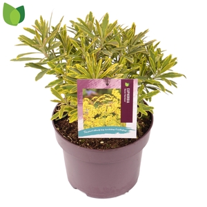 Euphorbia amygdaloides 'Ascot Rainbow' C5/P23