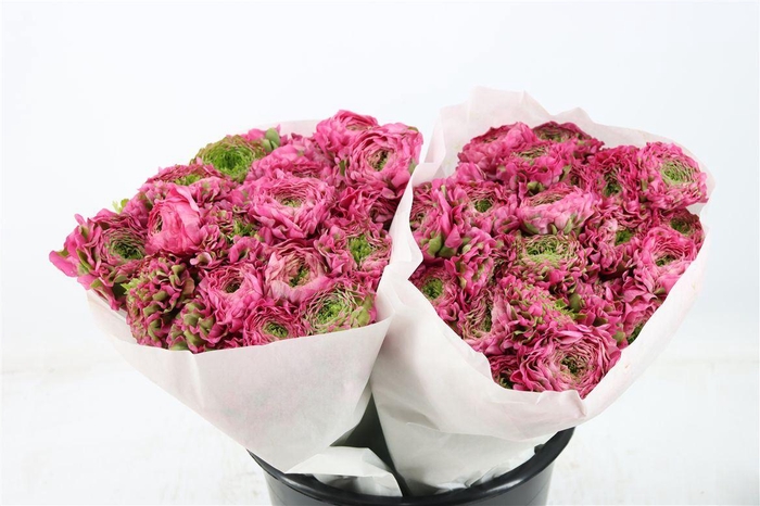 <h4>Ran Ponpon Ex Fanny</h4>