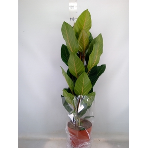 Ficus benghalensis 'Joy'