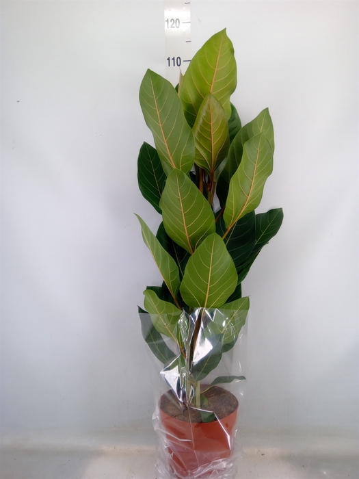 <h4>Ficus benghalensis 'Joy'</h4>