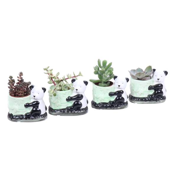 <h4>Succulent 5,5 cm in keramieke panda planter</h4>