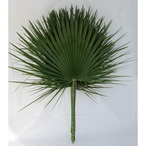 CHAMAEROPS LEAVES II