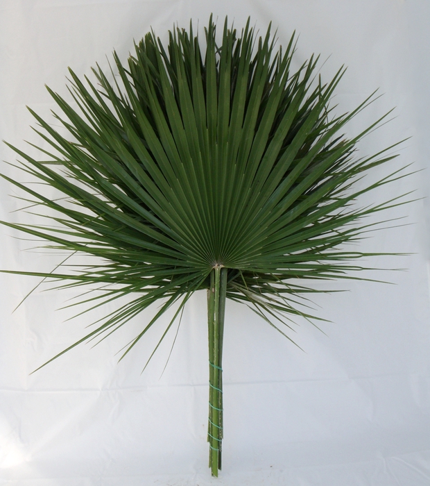 <h4>CHAMAEROPS LEAVES I</h4>