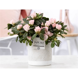 1st class Azalea pink in P&PURE Jade ceramics