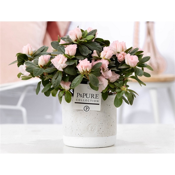 <h4>1st class Azalea pink in P&PURE Jade ceramics</h4>