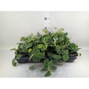 Scindapsus pictus 'Argyraeus'