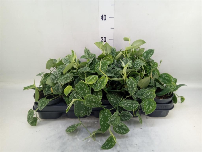 Scindapsus pictus 'Argyraeus'