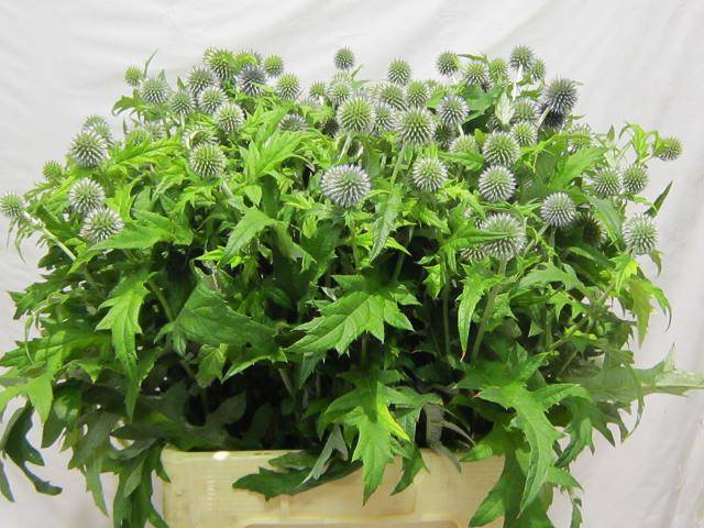 <h4>Echinops Blue Globe de Groenstrook</h4>