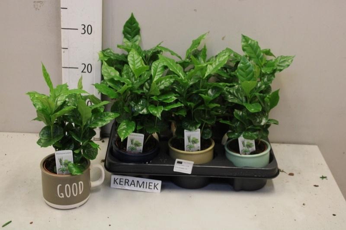 <h4>COFFEA ARABICA</h4>