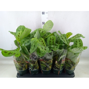 Maranta leuc. 'Kerchoveana'