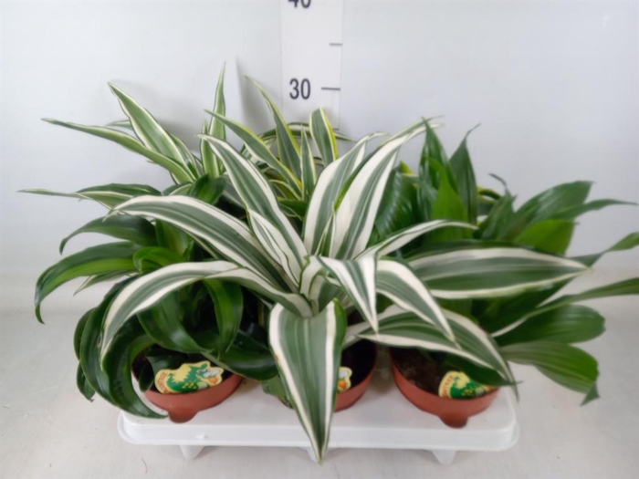 <h4>Dracaena ...mix</h4>