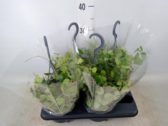 <h4>Hoya  'Mathilde'</h4>