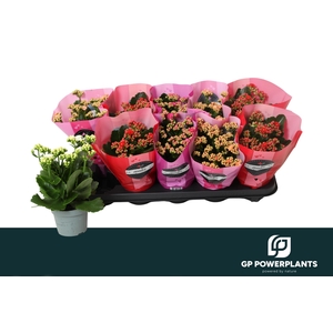 KAL GE PERF GEM 4 KL