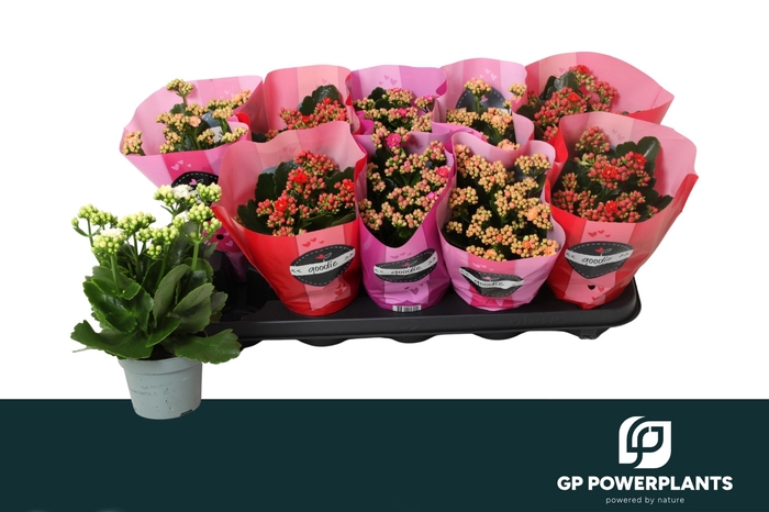 <h4>KAL GE PERF GEM 4 KL</h4>