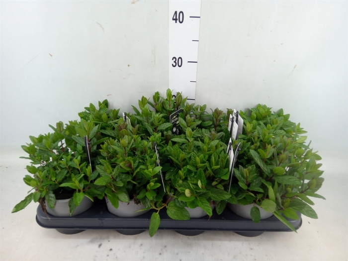 <h4>Mentha piperita</h4>