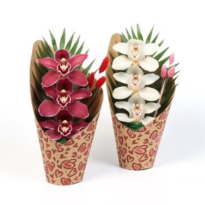 CYMB VERPAKT P BLOEM 5035