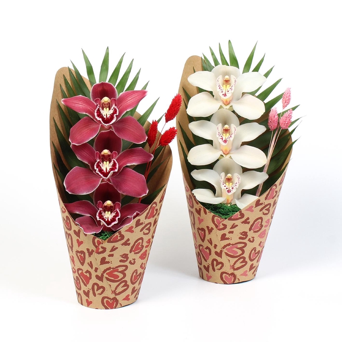 <h4>CYMB VERPAKT P BLOEM 5035</h4>