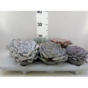 Echeveria   ...mix